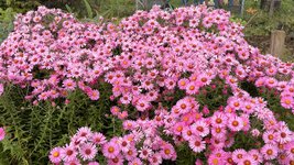 IMG_8329.jpeg