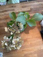 IMG_0264.jpeg