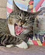 IMG_1355 - Copy.JPG