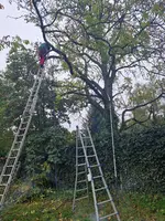 Nussbaumpflege (1).webp