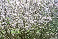 IMG_1847 - Copy.webp