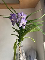 Vanda-IV_2023-10 (2).jpg