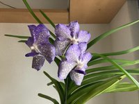 Vanda-IV_2023-10.jpg