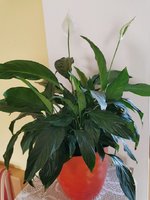 IMG_20231014_153510.jpg