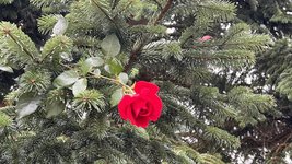 IMG_8434.jpeg