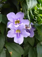 P1040860Thunbergie.webp