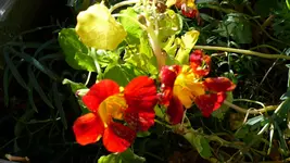 P1420211.webp