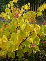 P1020694.webp P1020694.webp