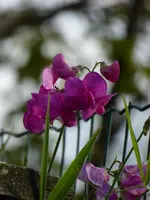 P1020716.webp