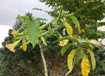 Brugmansia-A 2023-10_06.jpg
