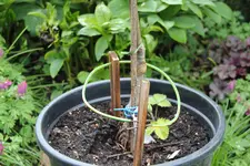 Lahkovskyspule 0123.webp