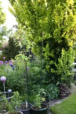 Rössiner Äpfel 0623.webp