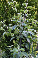 Rössiner Äpfel 1023.JPG