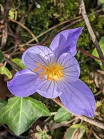 Herbstkrokus.webp