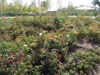 DSC00852.JPG