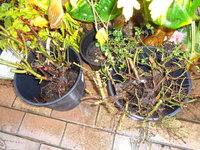 DSC00915.JPG