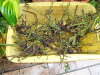 DSC00916.JPG