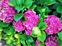 IMG_20200729_153501_2.jpg