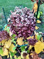 IMG_20201025_142652.jpg