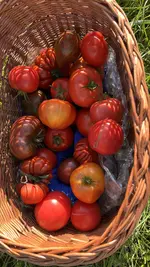 IMG_7941.webp