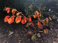 IMG_4272.jpeg