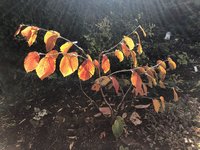IMG_4271.jpeg