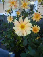 DSC07494.webp