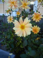 DSC07494.jpg