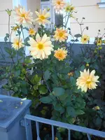 DSC07495.webp