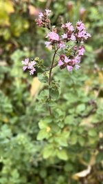 IMG_8453.jpeg