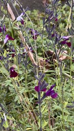 IMG_8455.jpeg