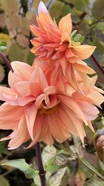 IMG_8462.jpeg