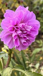 IMG_8469.jpeg