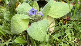 IMG_8468.jpeg
