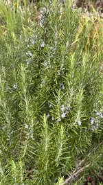 IMG_8470.jpeg
