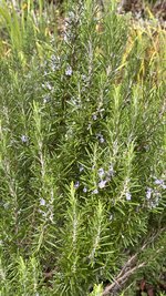 IMG_8470.jpeg