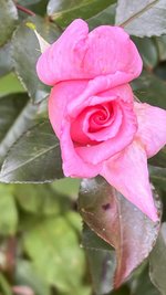 IMG_8471.jpeg