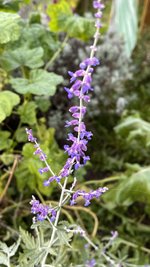 IMG_8476.jpeg