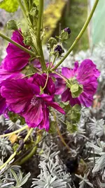 IMG_8479.jpeg