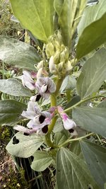 IMG_8493.jpeg