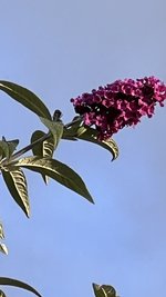 IMG_8501.jpeg