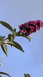 IMG_8501.jpeg