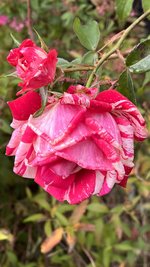 IMG_8460.jpeg