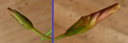 2023Oxalis3.jpg