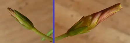 2023Oxalis3.jpg