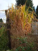IMG_20231028_141141_1.webp