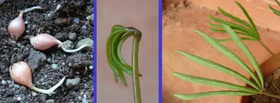 2023Oxalis4.jpg