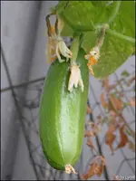 c068.webp