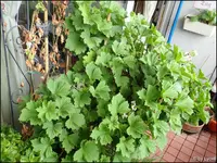 c069.webp