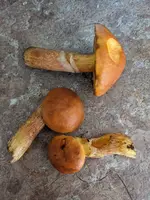 PXL_20231029_092358920.webp PXL_20231029_092358920.webp